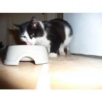 Chats trouvés dans l'Hérault