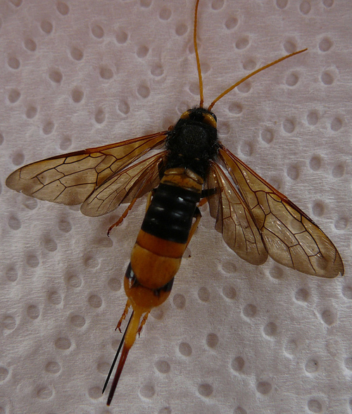 Insectes : hyménoptère Sirex