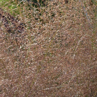 Journées des Plantes d'automne de Chantilly : le monde dans mon jardin chapitre 4...