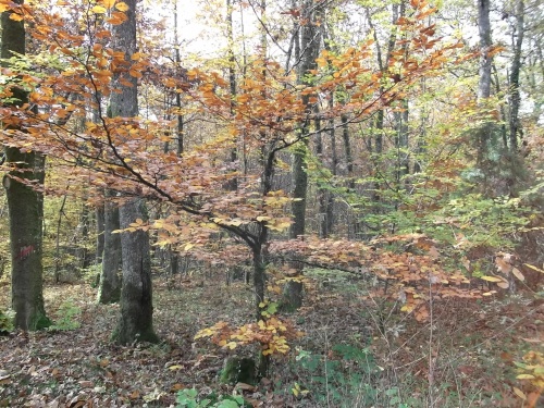 les bois en Automne "novembre 2012"