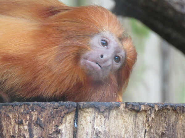 Zoo de Beauval (10).