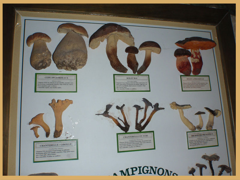 49400 Saumur musée du champignons