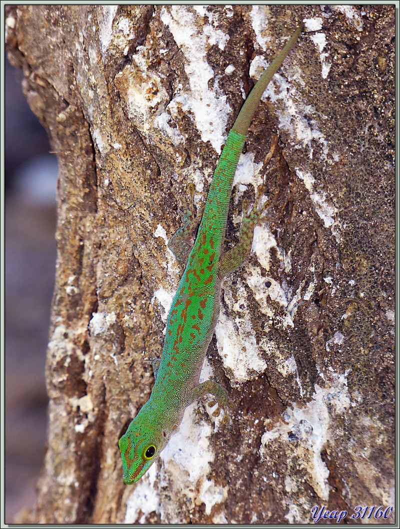 Gecko vert des Seychelles (Phelsuma astriata astriata) - Bird Island - Seychelles