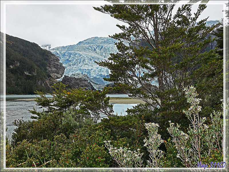 Nous longeons une forêt quasiment impénétrable composée de nothofagus (faux-hêtres), cannelliers, etc. - Glacier Aguila - Terre de Feu - Patagonie - Chili