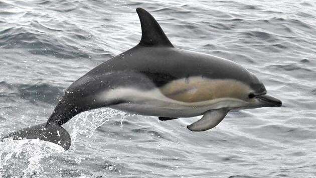 Dans le Finistère, un dauphin en rut s'en prend aux baigneurs 