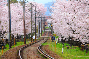 story life bus stop trains cherry blossoms