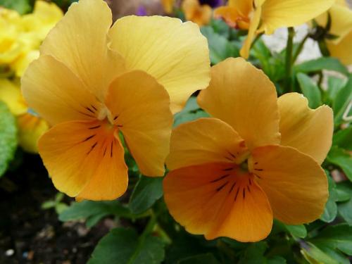 Viola cornuta orange