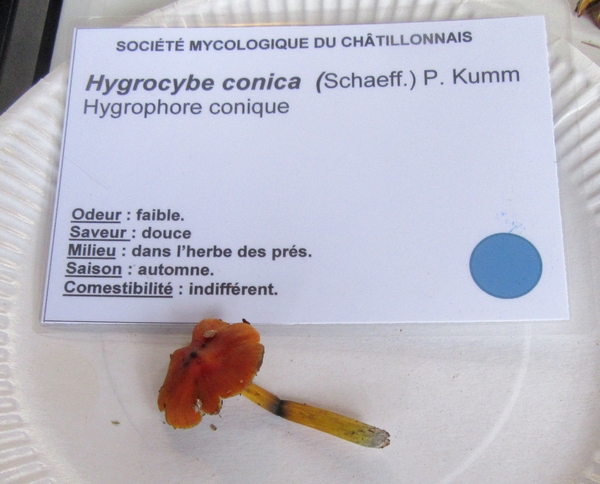 Voici la plupart des espèces de champignons, récoltées lors du séjour de la Société Mycologique du Châtillonnais dans le Morvan