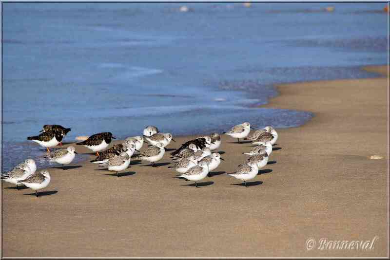 Oiseaux de mer Bécasseau sanderling Ile de Ré