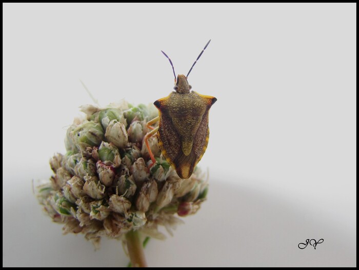 Carpocoris fuscipinus