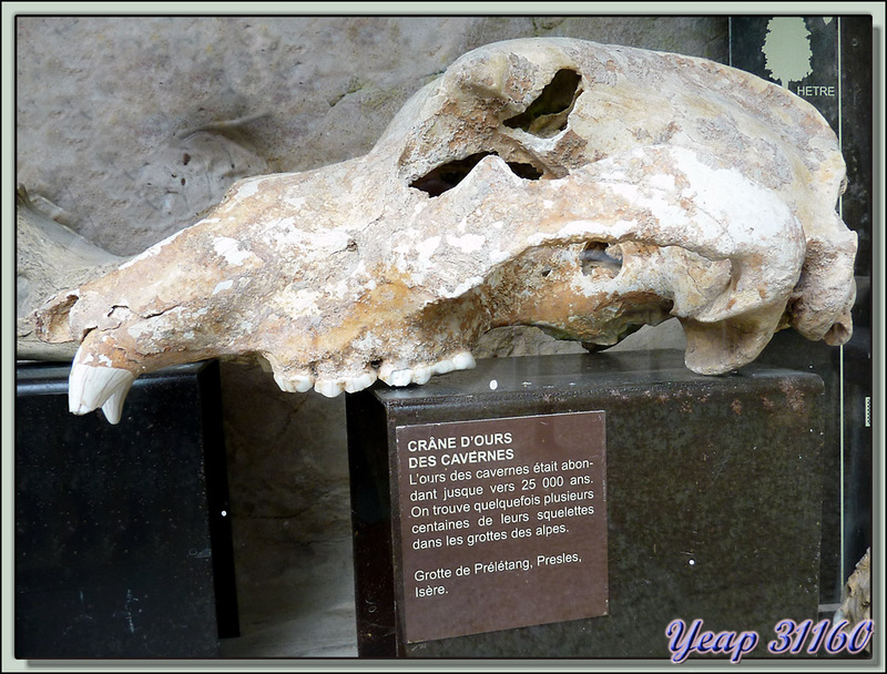 Crâne d'ours des cavernes - Choranche - 38