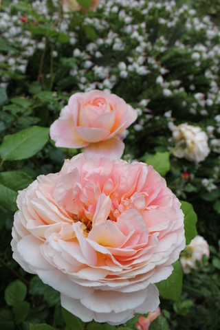 rose Abraham Darby de David Austin 1985