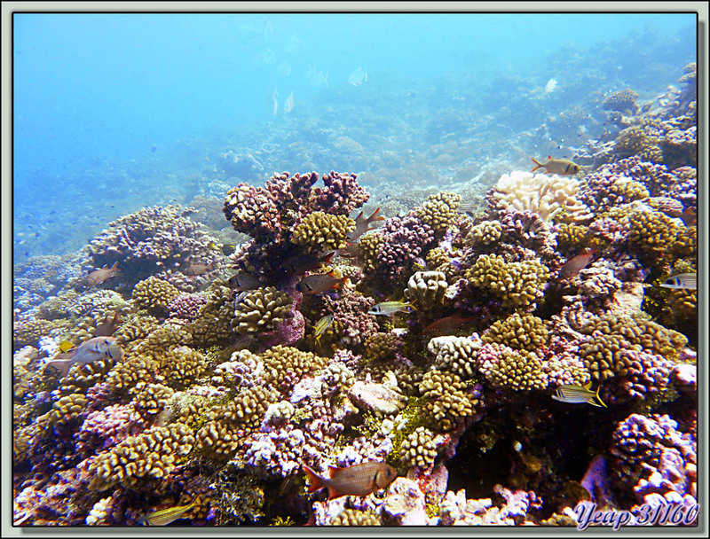Plongée bouteille Passe de Tiputa : Pterois dans son trou de corail - Rangiroa - Tuamotu - Polynésie française