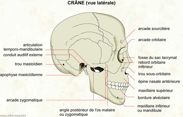 crâne (vue latérale)