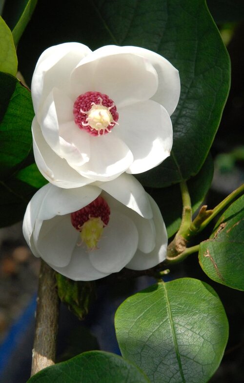 Fleurs cultivées : Magnolia