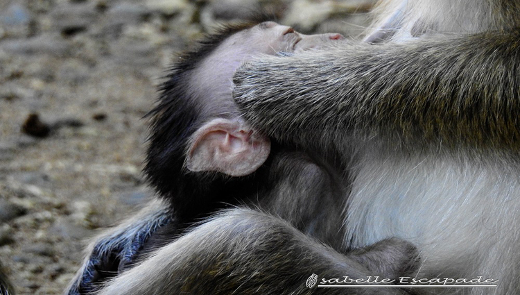 5 Août - PANGANDARAN National Park... Bagus Bagus !