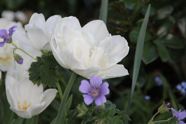 Tulipes Mount Tacoma