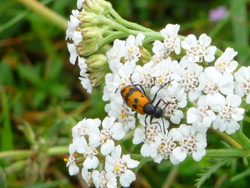  Fleurs et Insectes            photos:anne. L