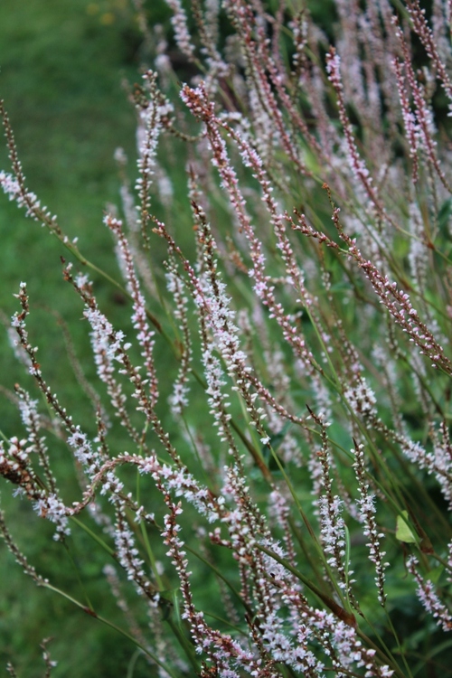 Quelques images du jardin