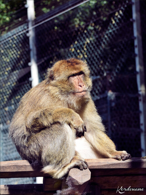 Photo de Magots ou Macaques de Barbarie - Beauval