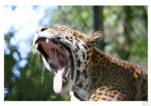 Langue de jaguar