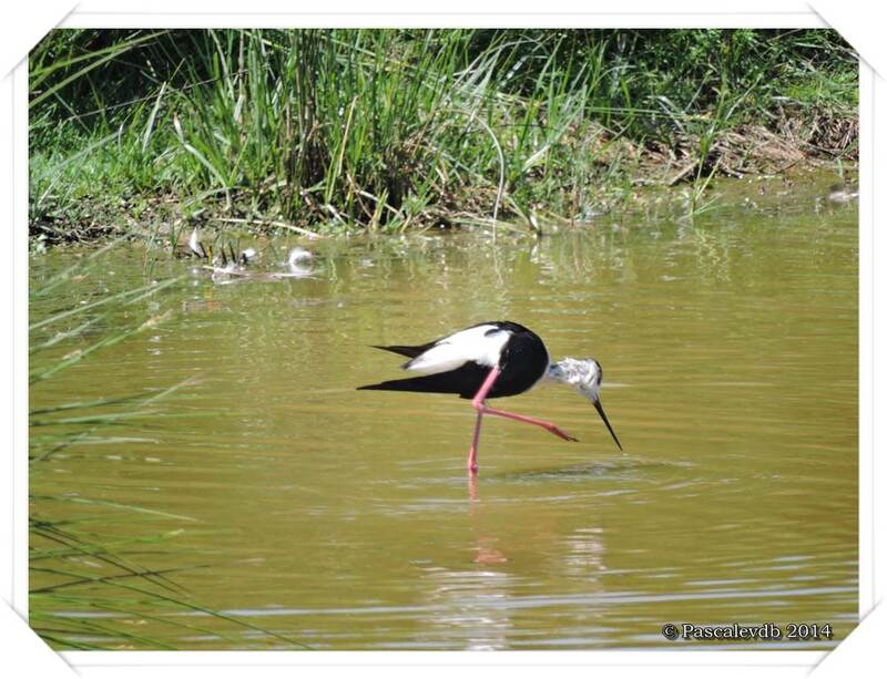 Retour sur le domaine des oiseaux au Teich - 9/10