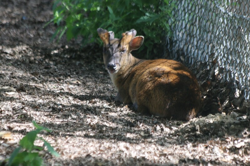 Muntjac de Reeves