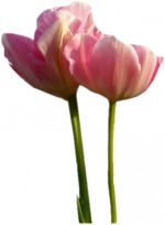 "News" de mon blog