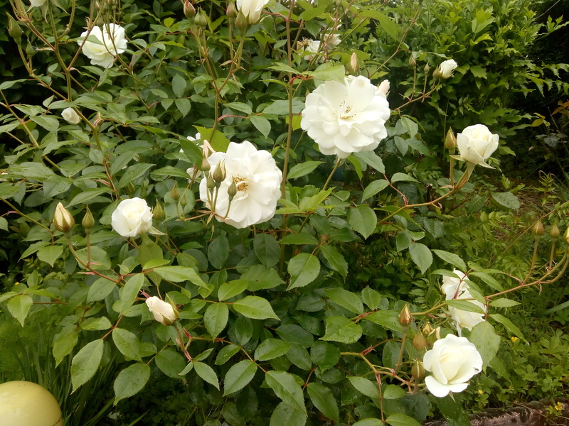 MES ROSIERS (floraison en ce moi de Mai et Juin ) 2023