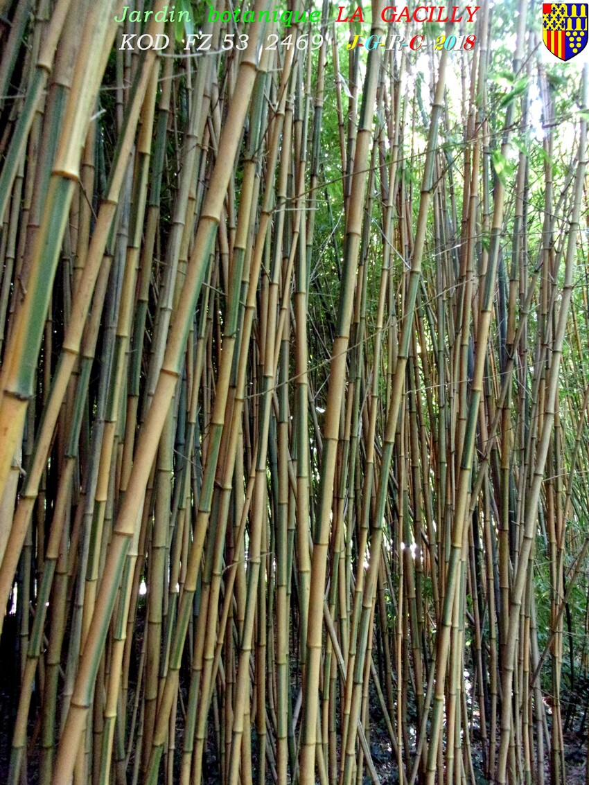 JARDIN BOTANIQUE Y-R  LA  GACILLY  3/4     D   17/07//2019        