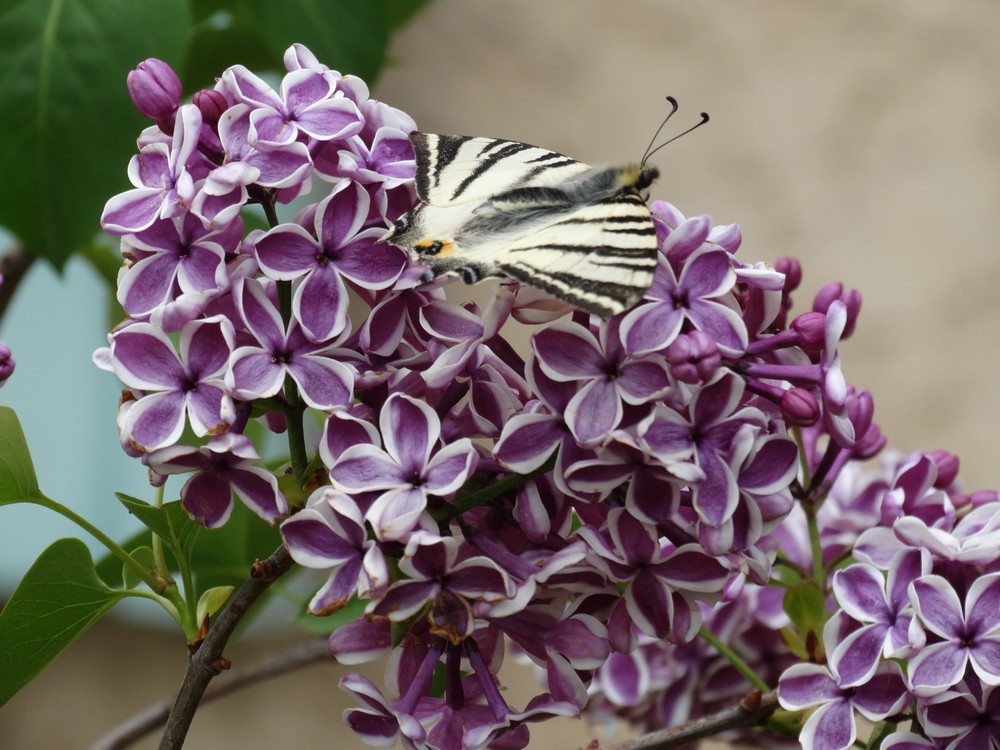 Machaon sur une grappe de lilas...