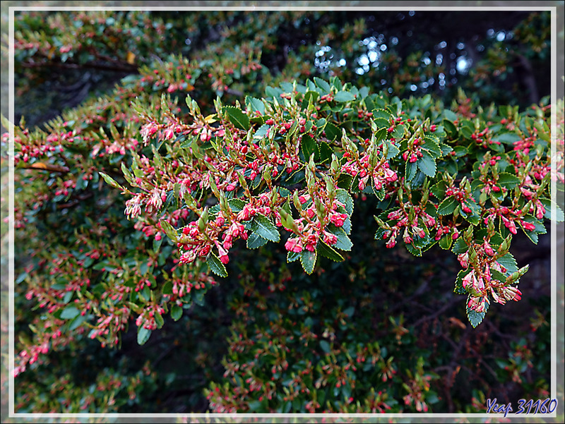 Arbuste aux minuscules fleurs roses - Baie Wulaia - Île Navarino - Patagonie - Chili