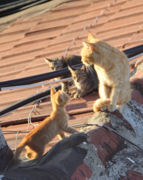 Les chats d'Istanbul