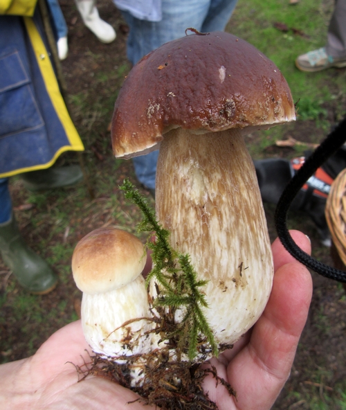 Les mycologues Châtillonnais ont sillonné le Morvan a la recherche d'espèces différentes de champignons...et leur quête a été fructueuse !