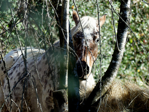 Chevaux en Hivernage