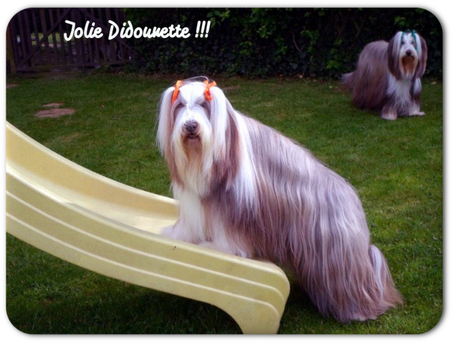 ♥ Joyeux anniv Didounette ♥ d' Athos & Cheyenne 