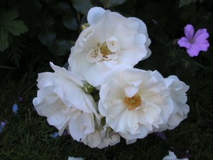 Flower Carpet White6