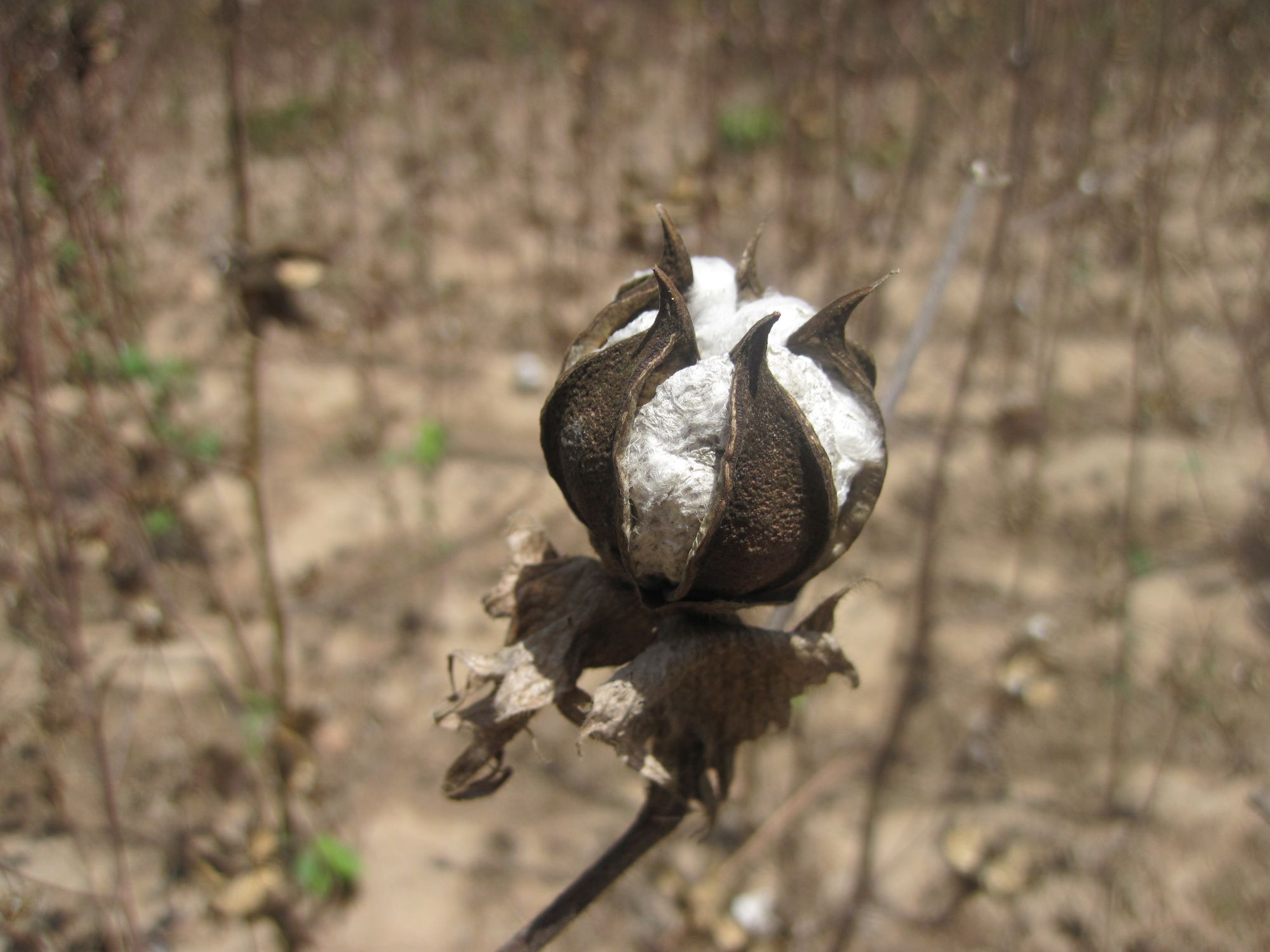 Bénin Coton