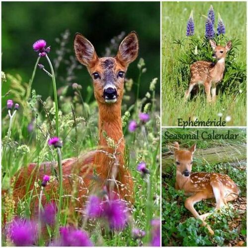 Collages animaux