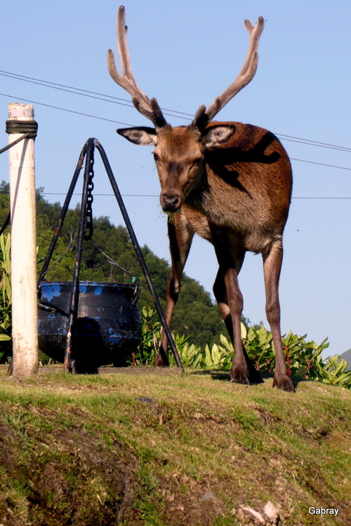 Écosse : un cerf dans la nature …