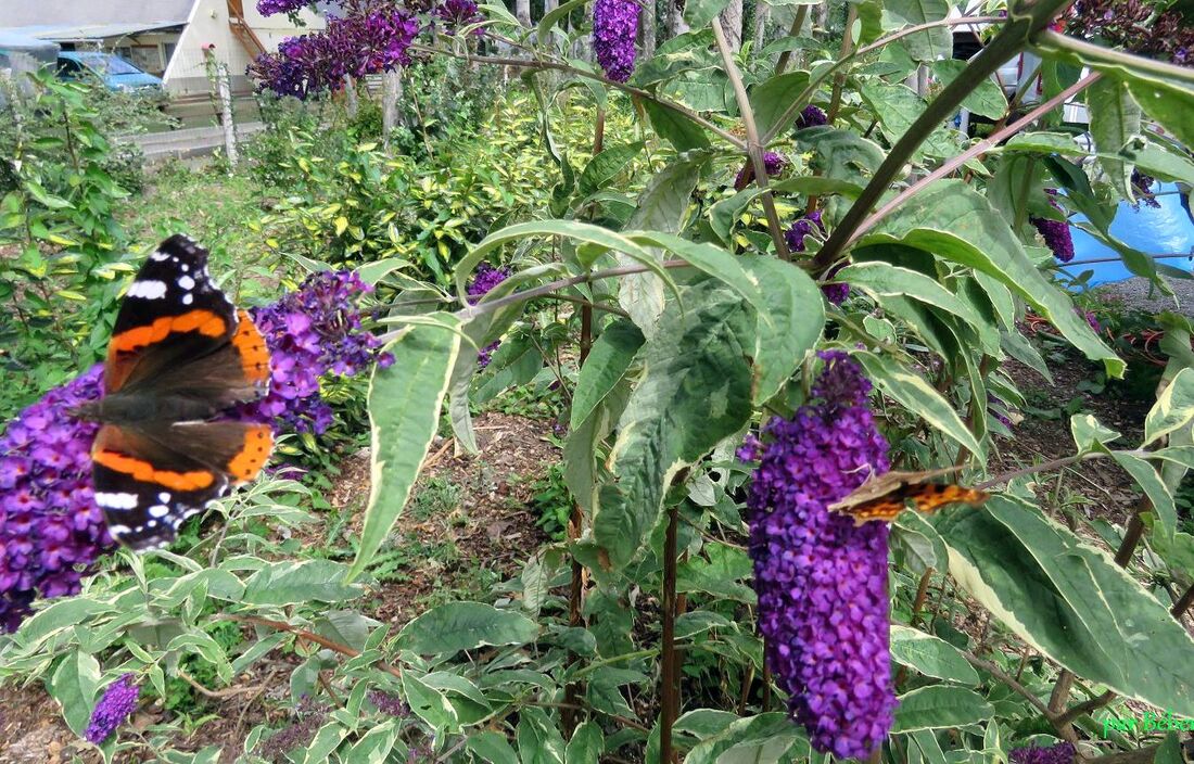 et d'autres papillons !