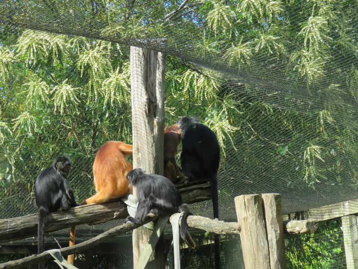 Zoo de la Boissière Du Doré (21).