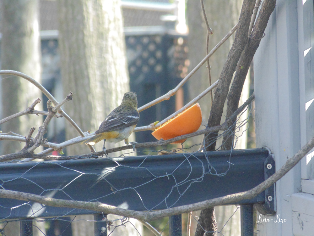 Monsieur et Madame Oriole de Baltimore au Balcon