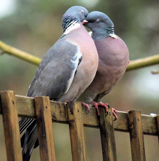 C  P  PIGEONS  et  AUTRES