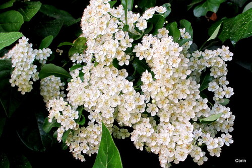 Les petites fleurs blanches du pyracantha