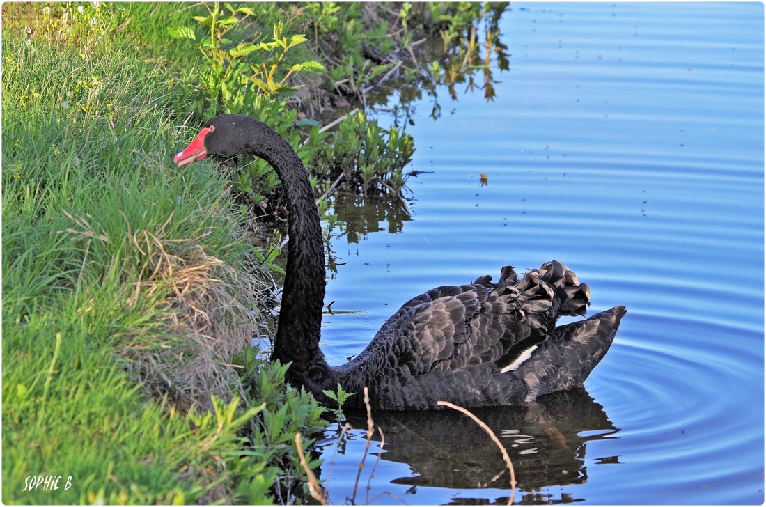 Cygne noir .