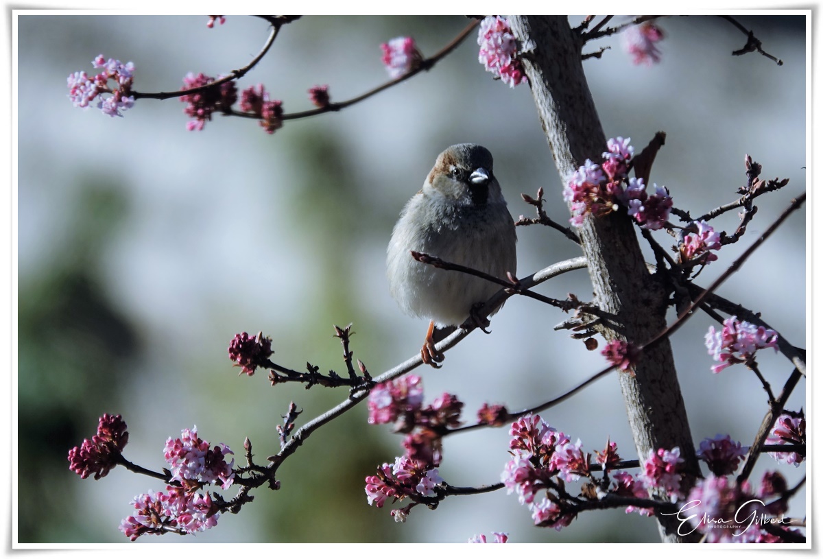 Les prémices du printemps