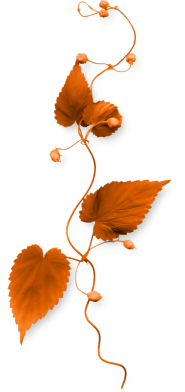 Tubes : végétations