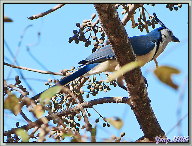 Blog de images-du-pays-des-ours : Images du Pays des Ours (et d'ailleurs ...), Geai à face blanche, White-throated Magpie-Jay (Calocitta formosa) - Rincon de la Vieja - Costa Rica