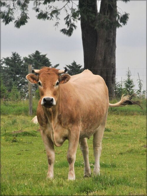 Photo de vache nantaise du domaine Menez Meur
